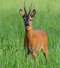 Hunting Roe Buck in Romania