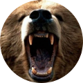 Hunting in Romania - Bear