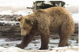 Hunting Bear in Romania