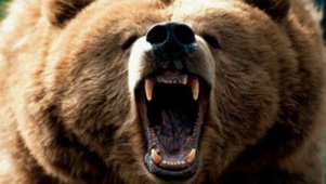 Hunting Bear in Romania