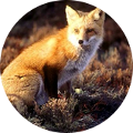 Hunting in Romania - Fox
