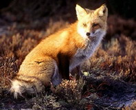Hunting FOX in Romania